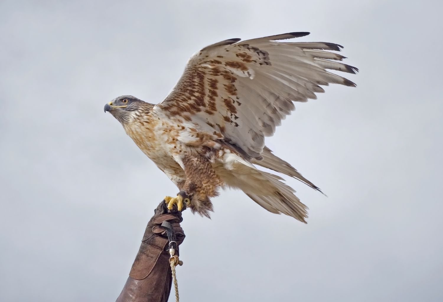 Habicht beim Abflug