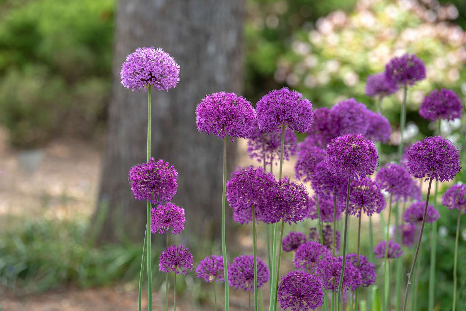 Cebolinha gigante com talos altos e verdes e puffball roxo com pequenas flores