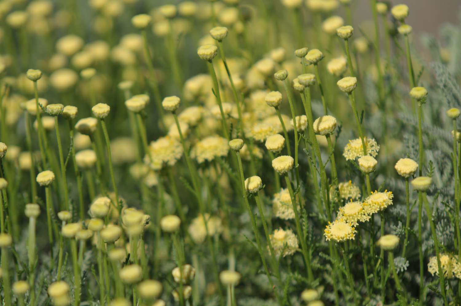 Lavendel-Baumwollpflanze mit kleinen gelben Blüten in Großaufnahme