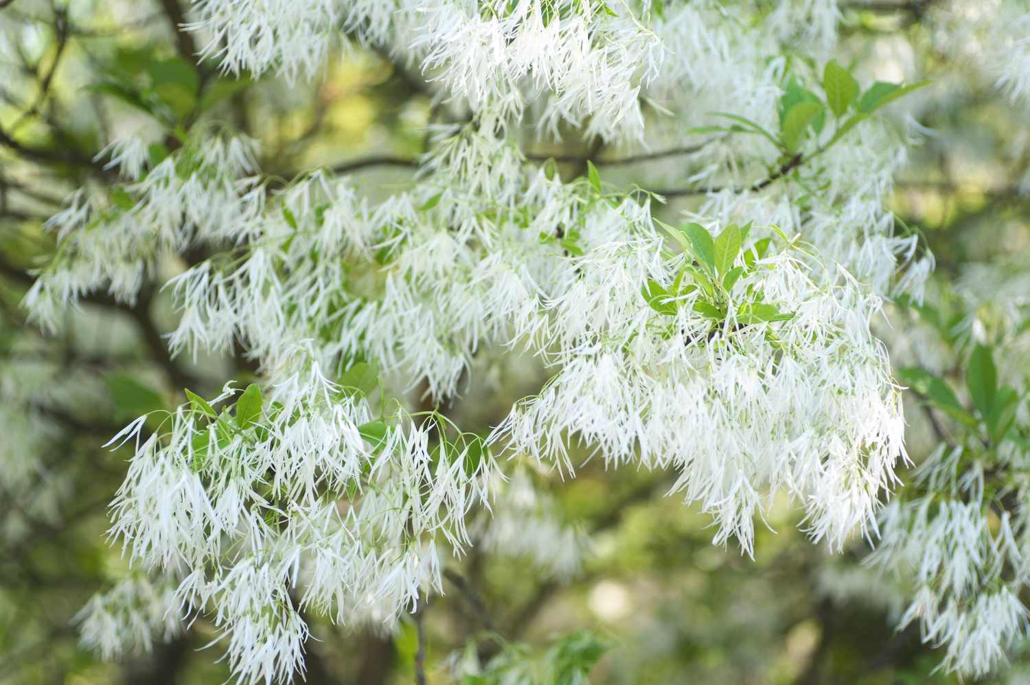 Rama de árbol de flecos con flores y hojas blancas plumosas