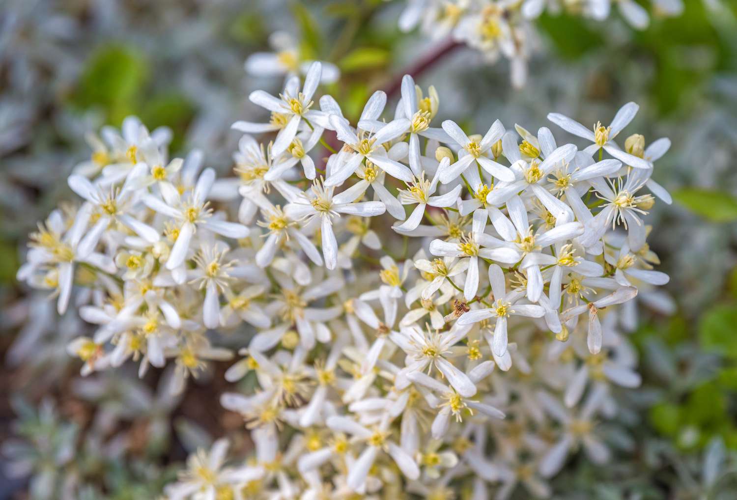 Süße Herbst-Clemantis-Pflanze mit winzigen weißen Blüten in Großaufnahme