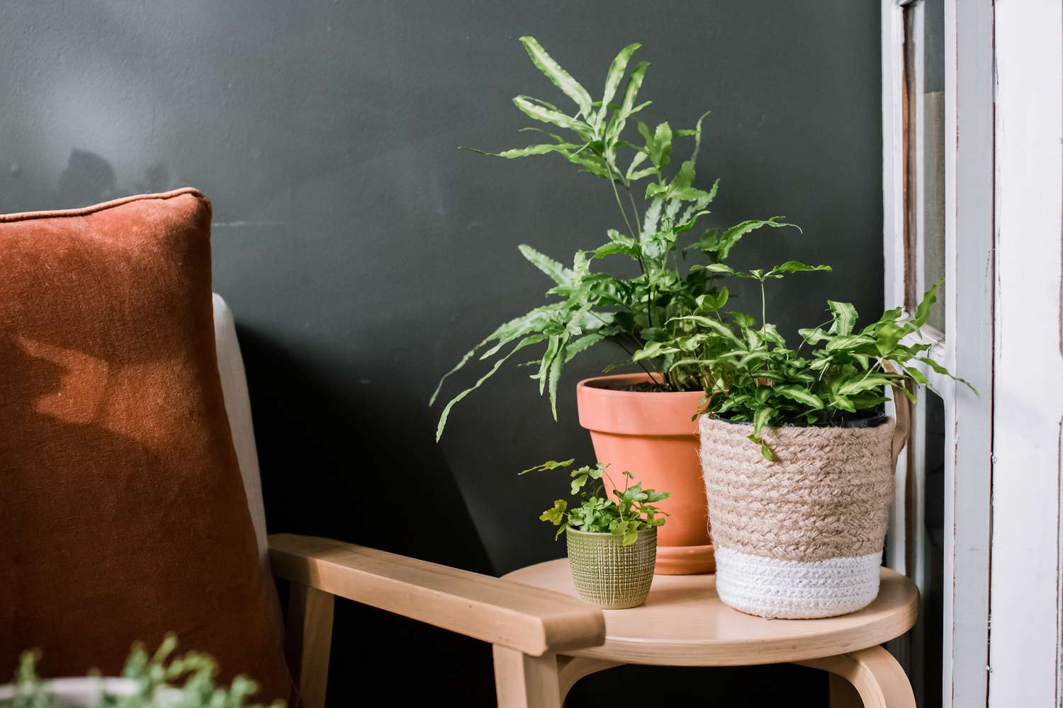 helechos pteris en una mesa auxiliar