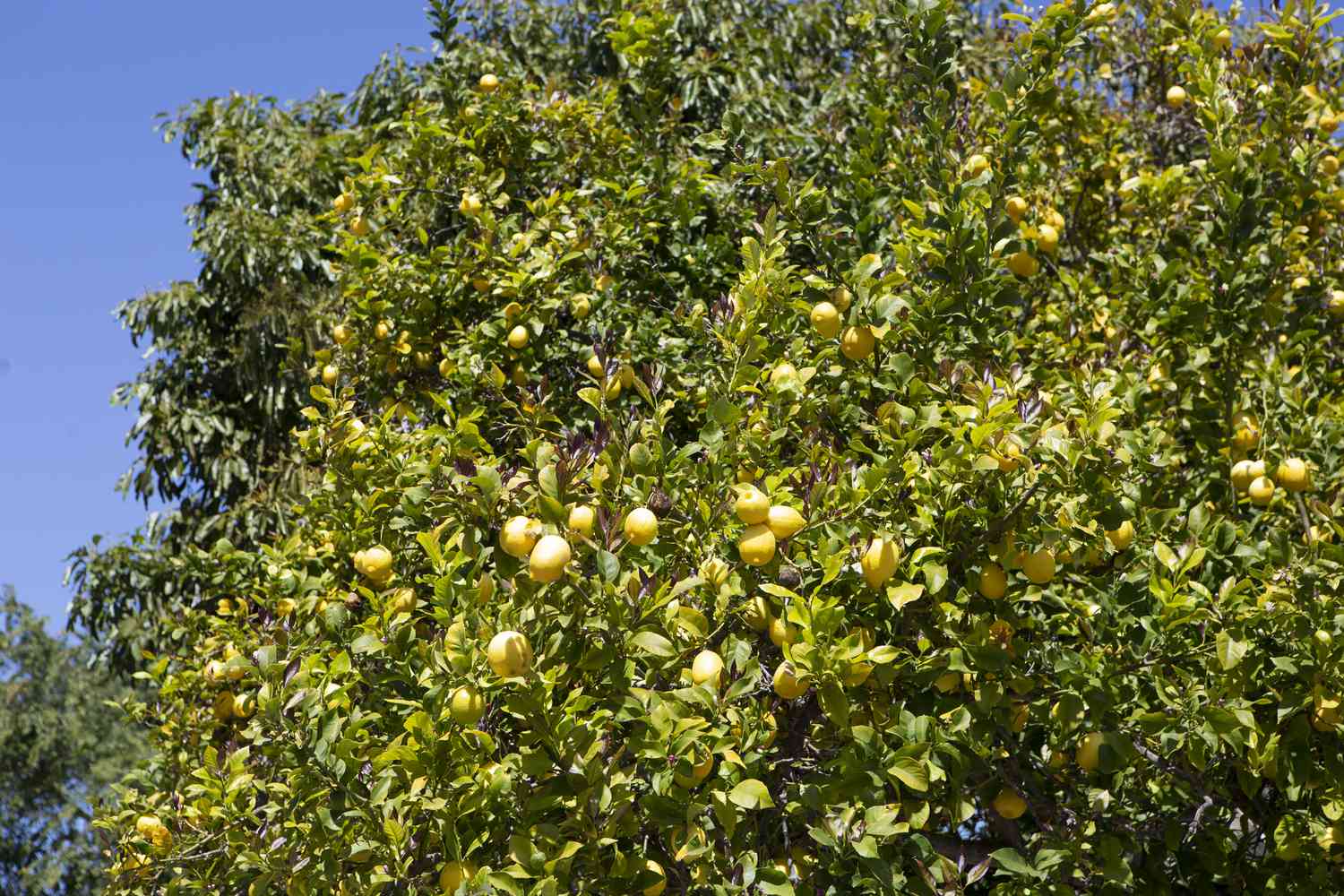 Lissaboner Zitronenbaum mit gelben Zitronen, die von den Zweigen im Sonnenlicht hängen