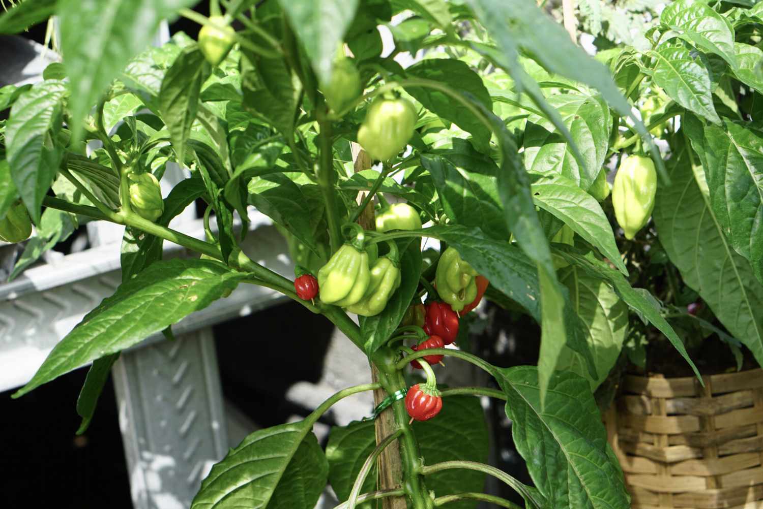 Planta de pimenta fantasma com pimentões verdes e pequenos pimentões vermelhos pendurados