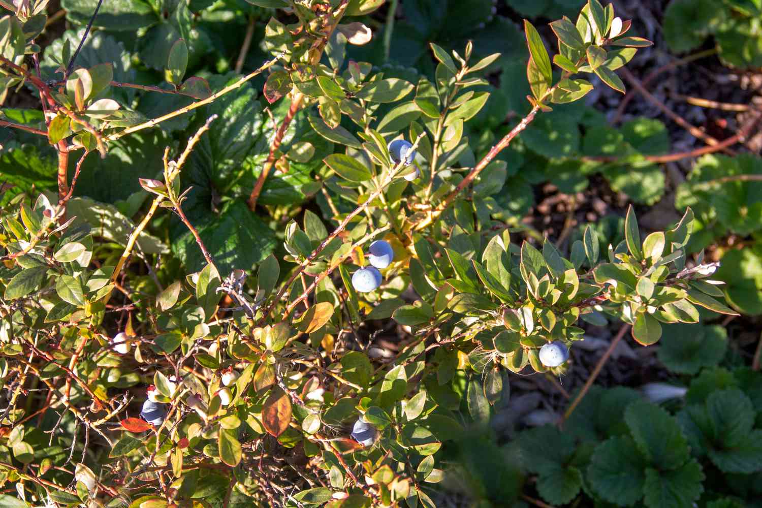 Zweige des Lowbush-Heidelbeerstrauchs mit kleinen gelbgrünen Blättern und Blaubeeren im Sonnenlicht