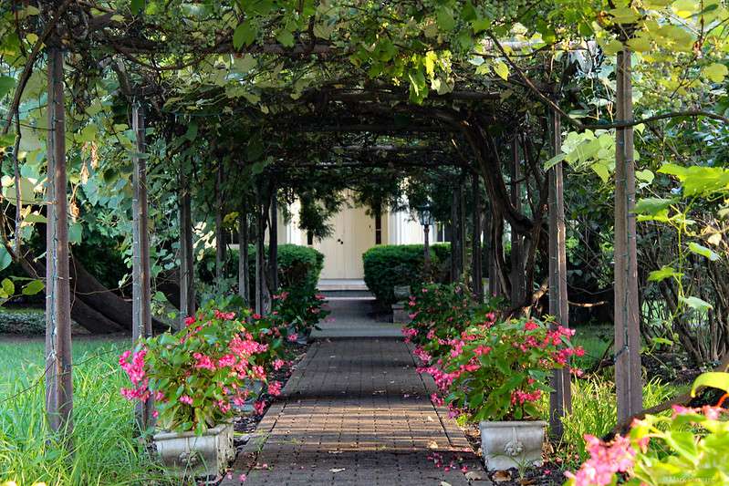 Weinlaube, die einen Weg mit getopften rosa Begonien flankiert