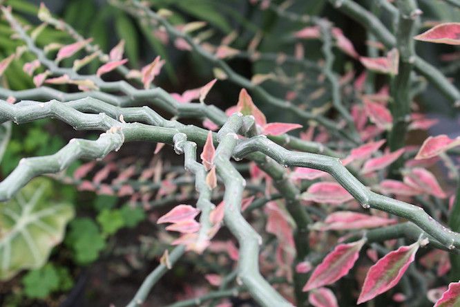 angular stems and pink leaves of Devil's Backbone plant