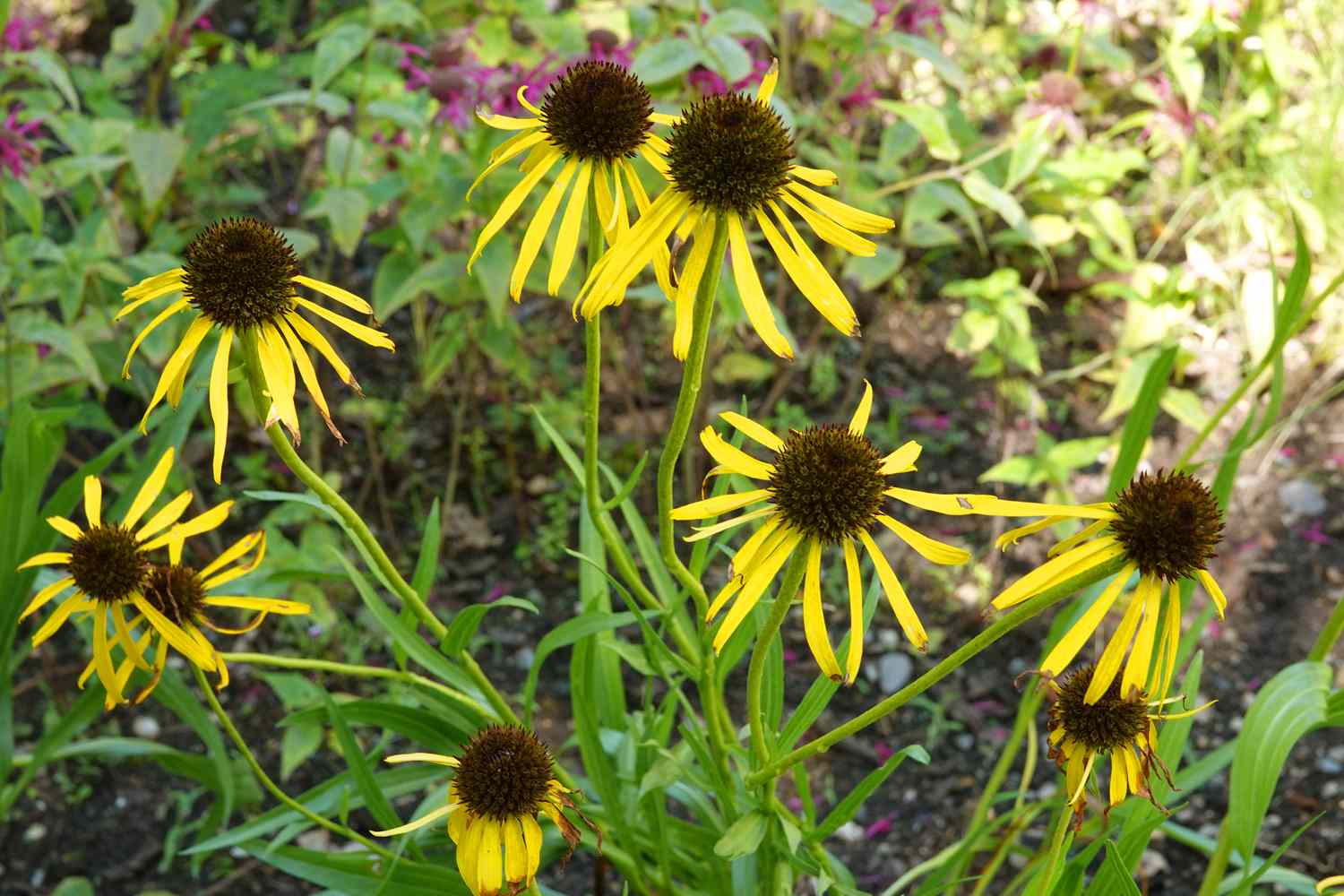 Gelbe Sonnenhutblüten mit dunkelbraunen Mittelkegeln und dünnen gelben Blütenblättern, die strahlenförmig angeordnet sind