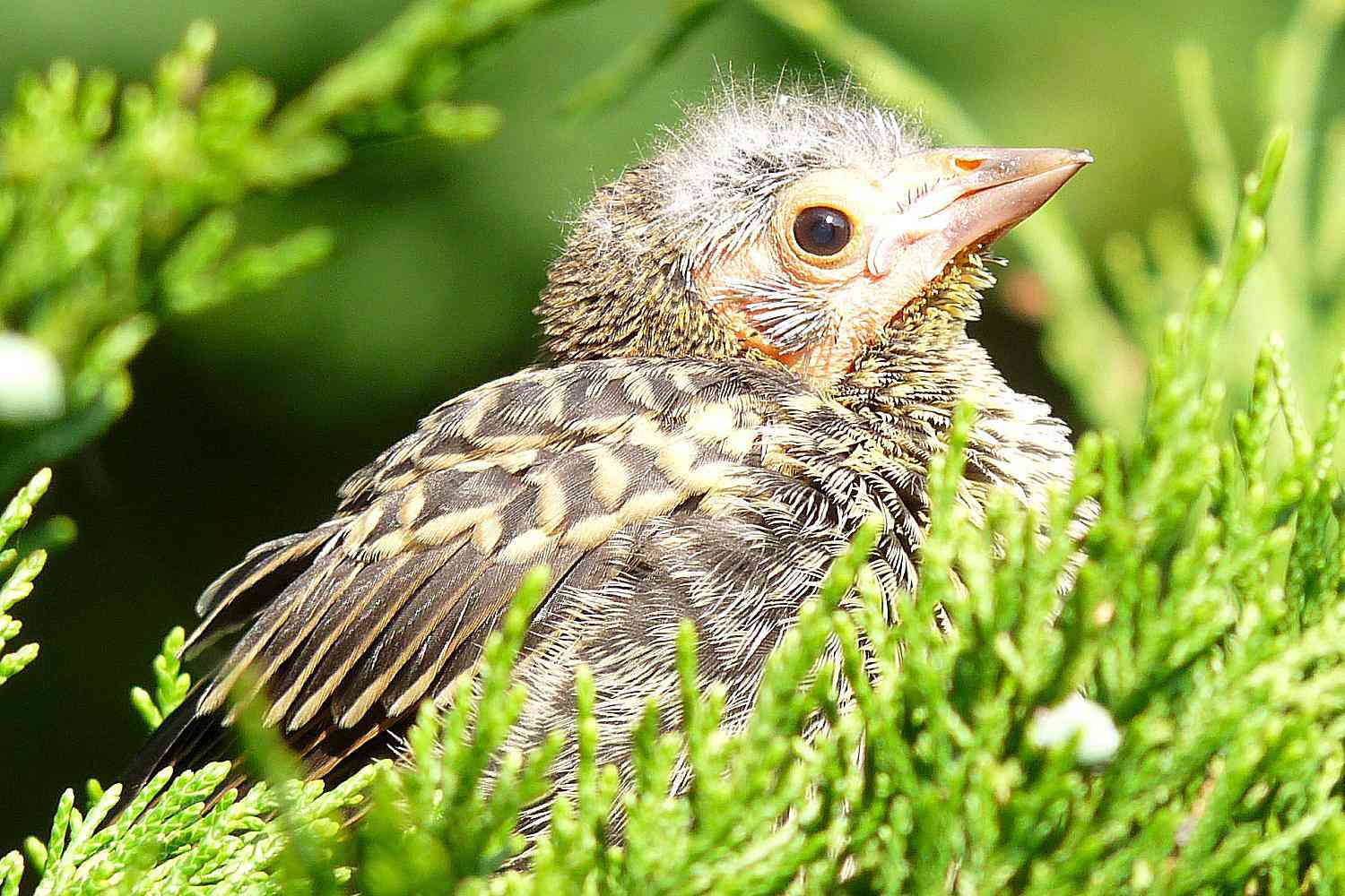 Baby bird sitting in an evergreen tree.