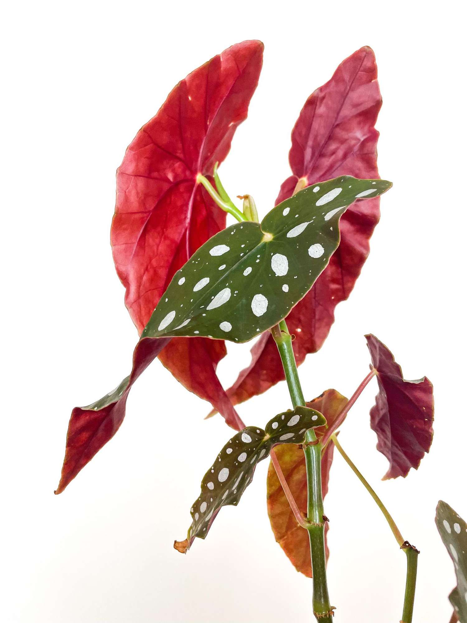 Begonia Maculata Wightii