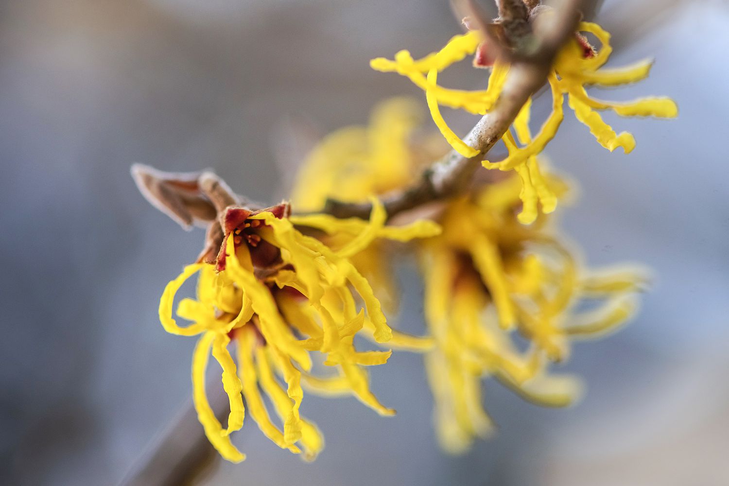 Hamameliszweig mit gelben, spinnenartigen Blüten in Großaufnahme