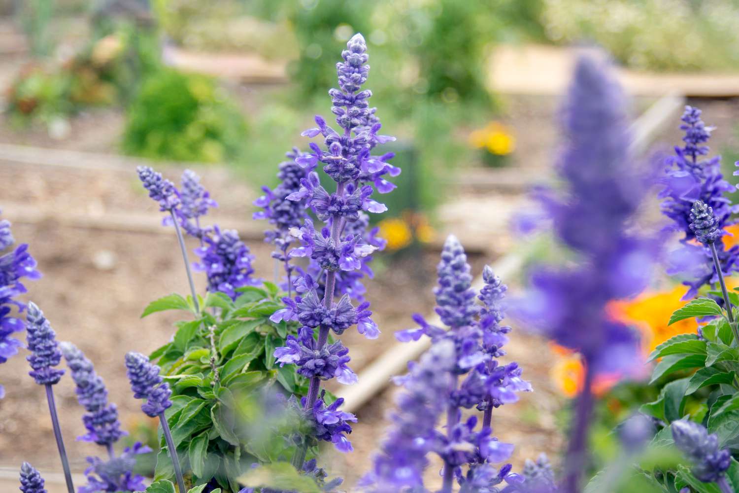 Victoria blue salvia plant with purple flower spikes growing in garden