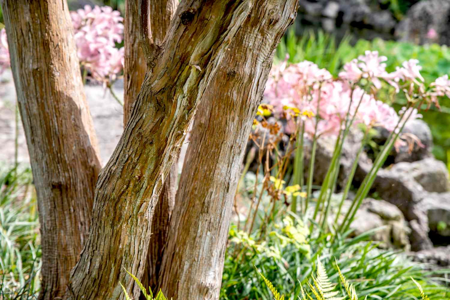 Siebensohn-Blumenstrauch mit mehreren Stämmen vor den Blüten
