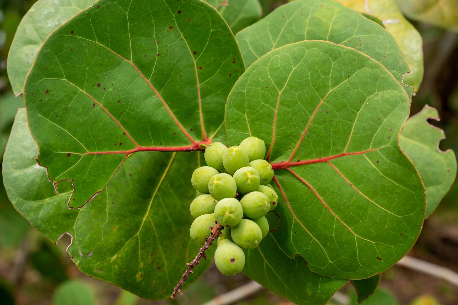 Primer plano del fruto de la uva de mar (Coccoloba uvifera), verde - Parque Topeekeegee Yugnee (TY), Hollywood, Florida, EE.UU.