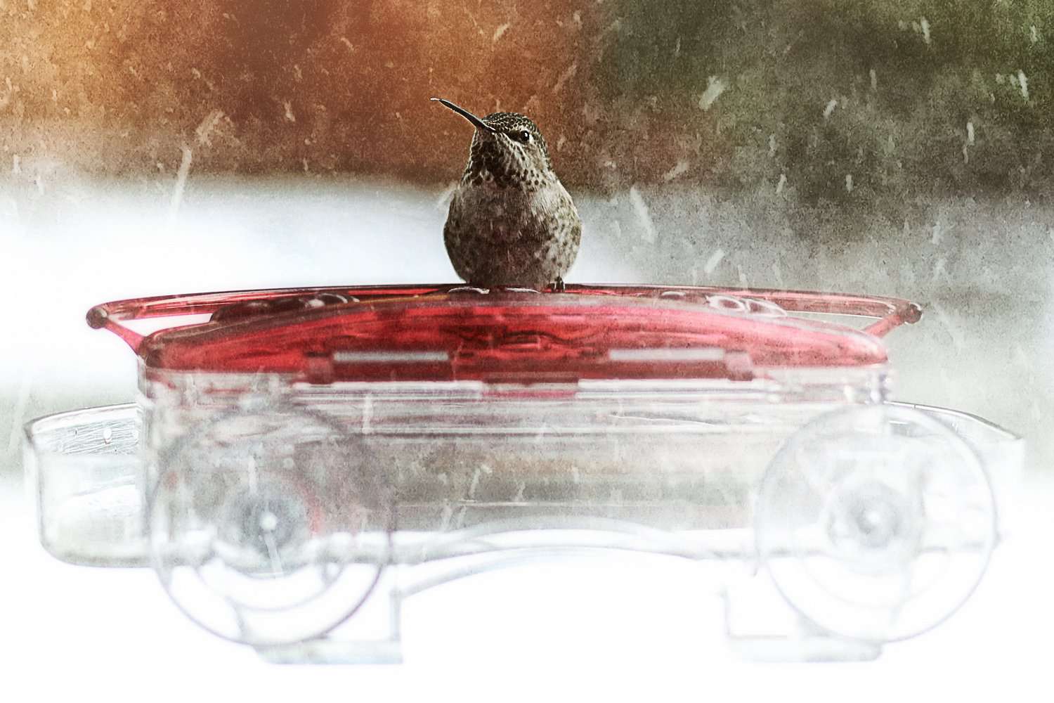 Fenster-Kolibri-Futterstelle im Winter