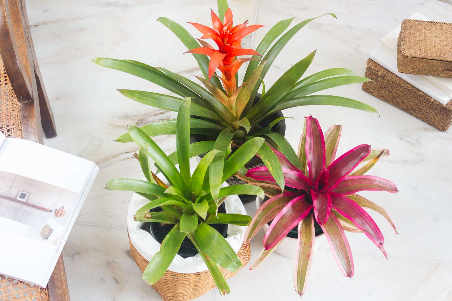 Bromeliensorten