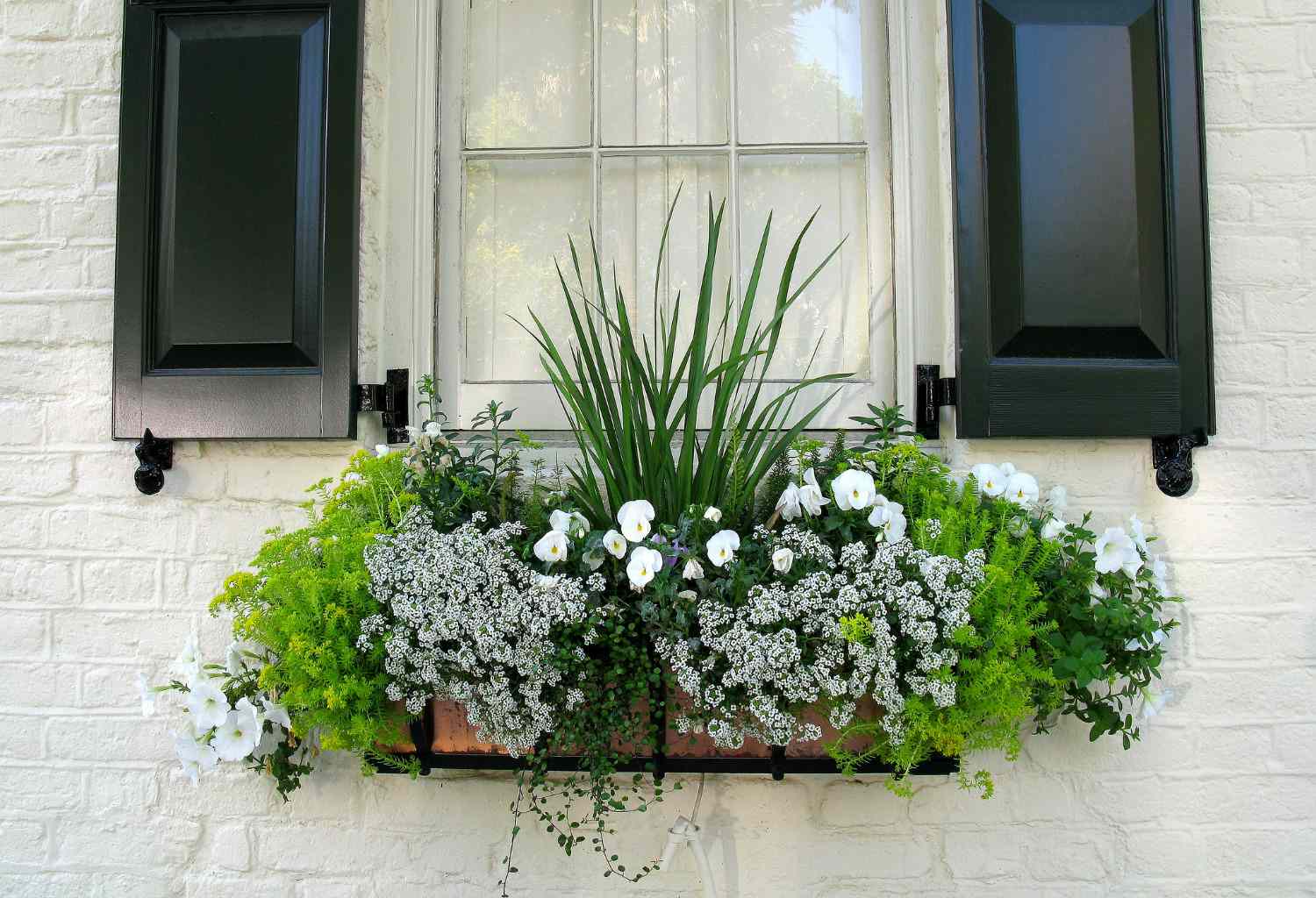 grüner und weißer Frühlingsfensterkasten