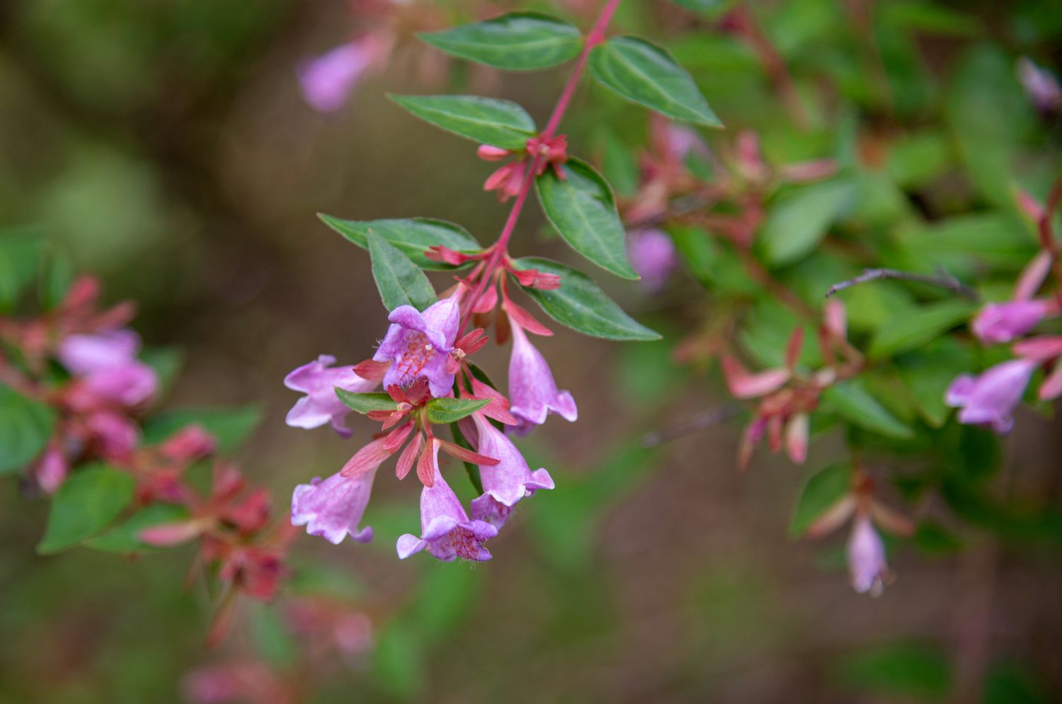 Glänzender Abelienstrauch mit rotem Zweig und eiförmigen Blättern mit violetten glockenförmigen Blüten am Ende, Nahaufnahme