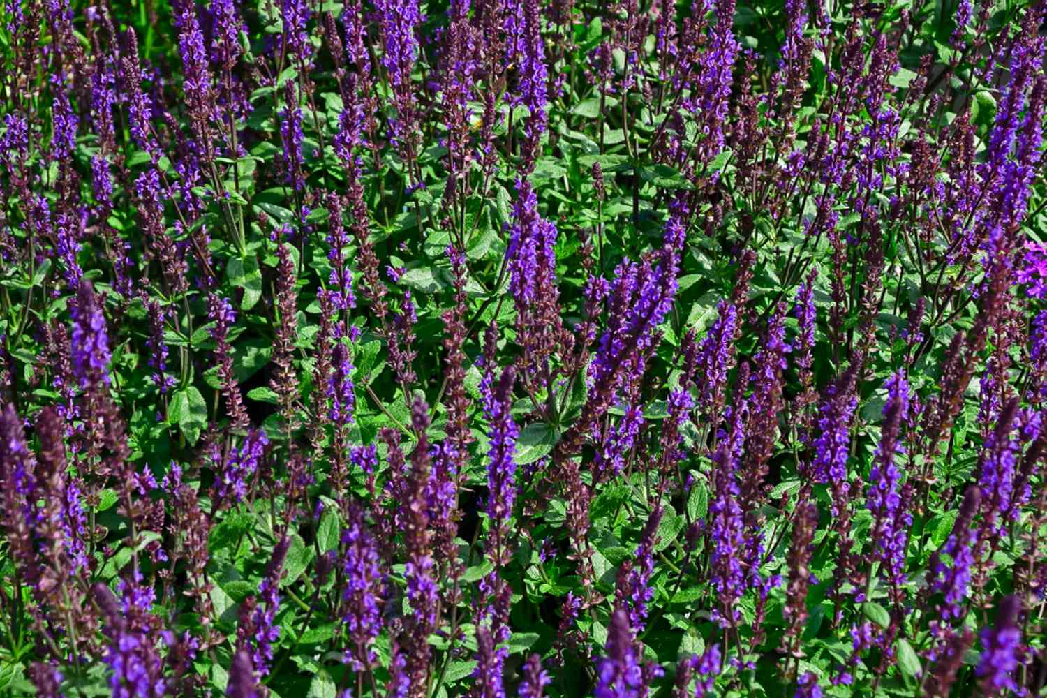 Caradonna salvia Pflanzen mit hohen violetten Blütenähren und gemischt mit Blättern