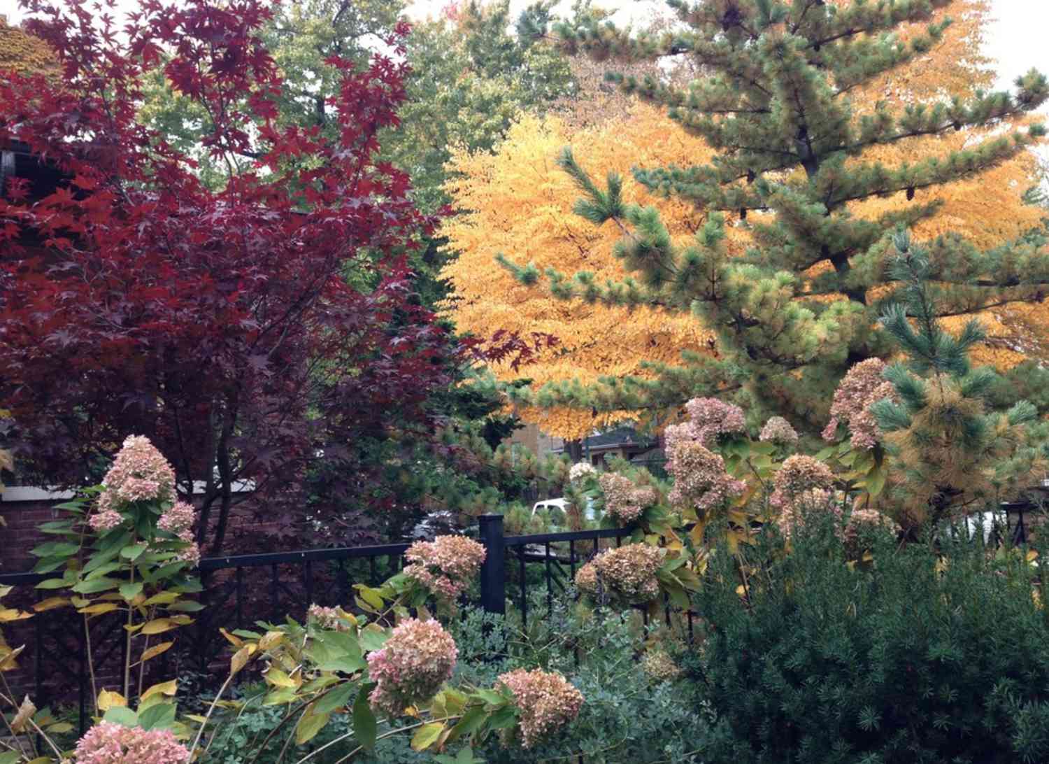 árvores de outono coloridas