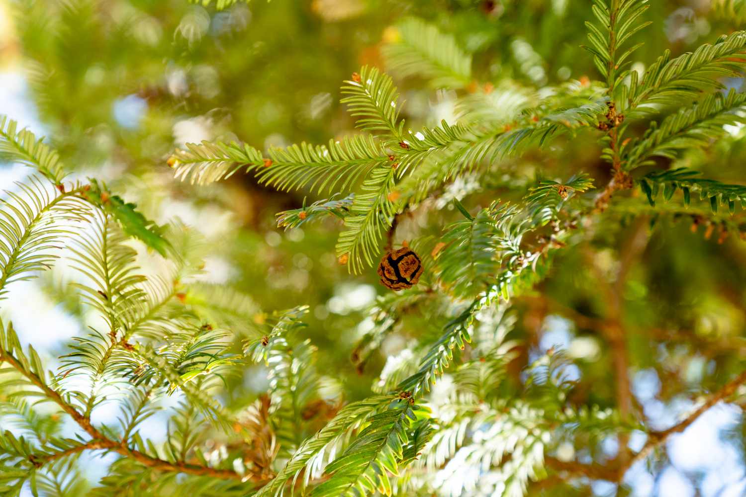 Coast redwood tree branch with short needles and small pinecone hanging