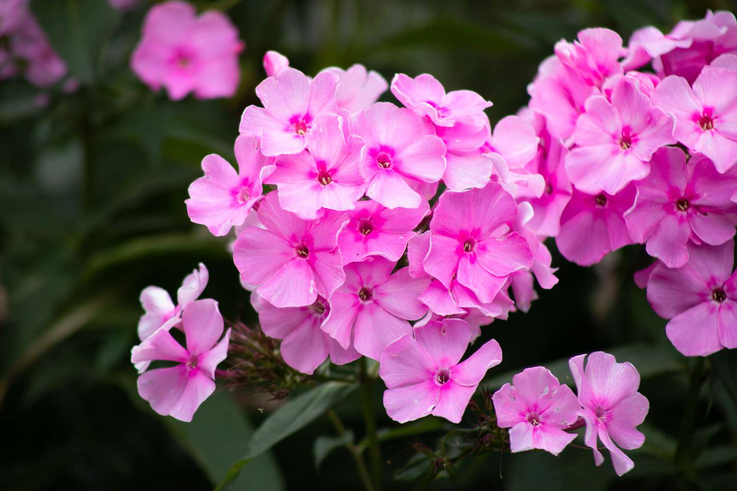 Phlox drummondii mit rosa Blüten in Großaufnahme