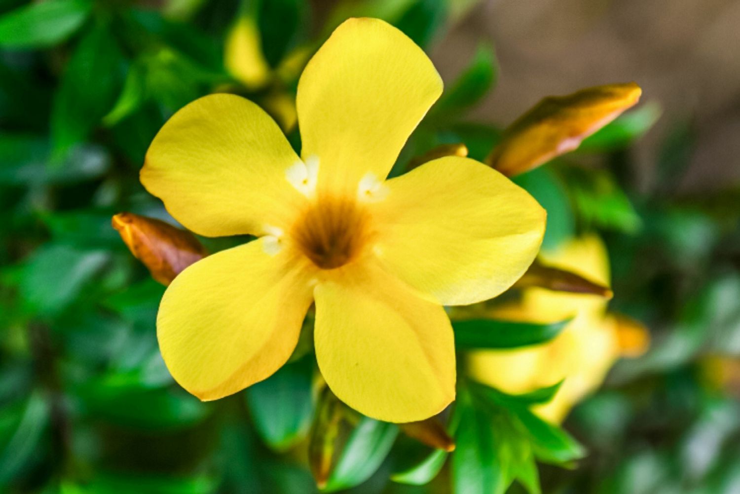 Allamanda trumpet bush with buttery yellow flower and buds closeup