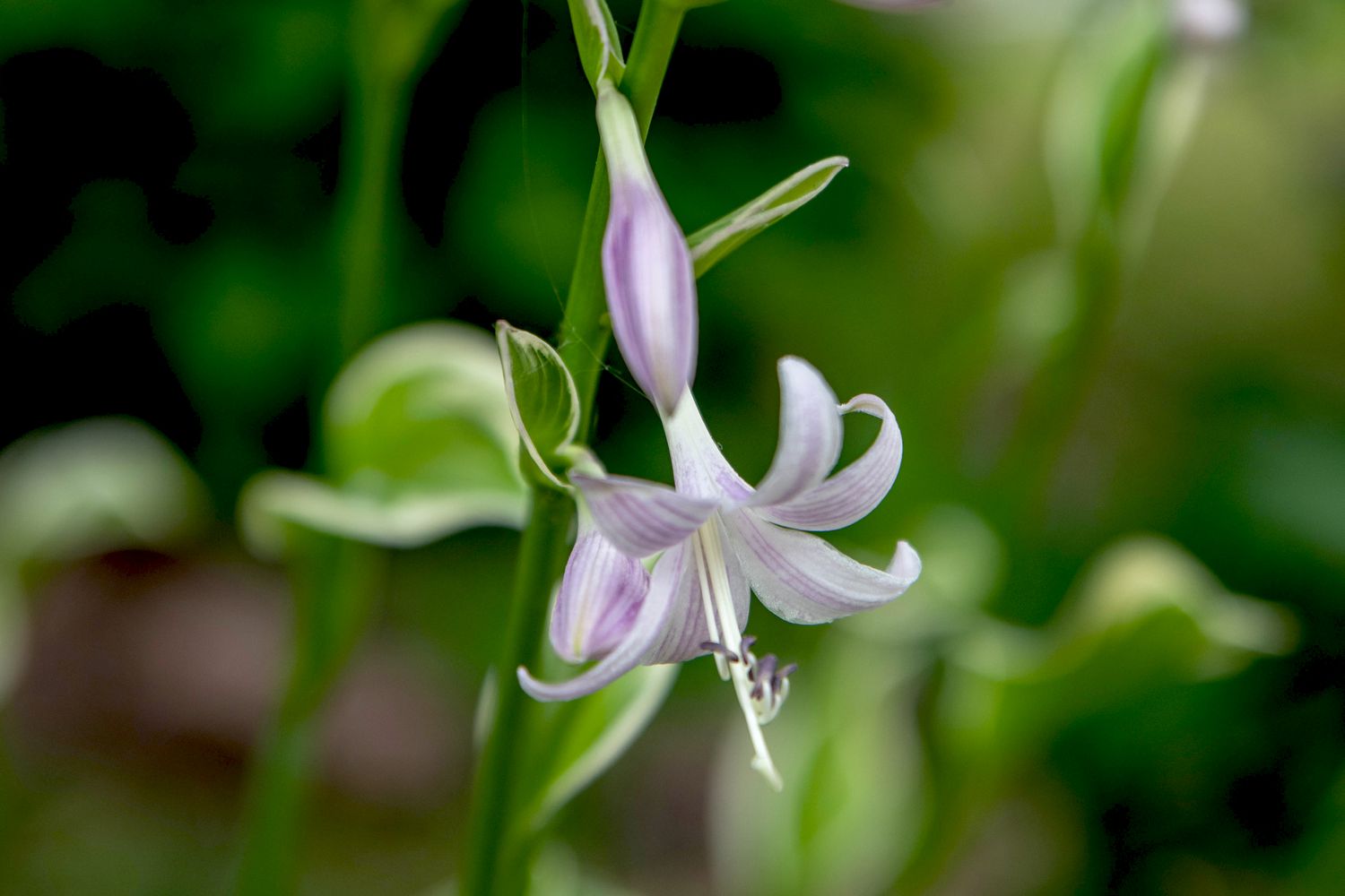 Tallo de planta hosta Francee con pequeño primer plano de flor blanca y lavanda