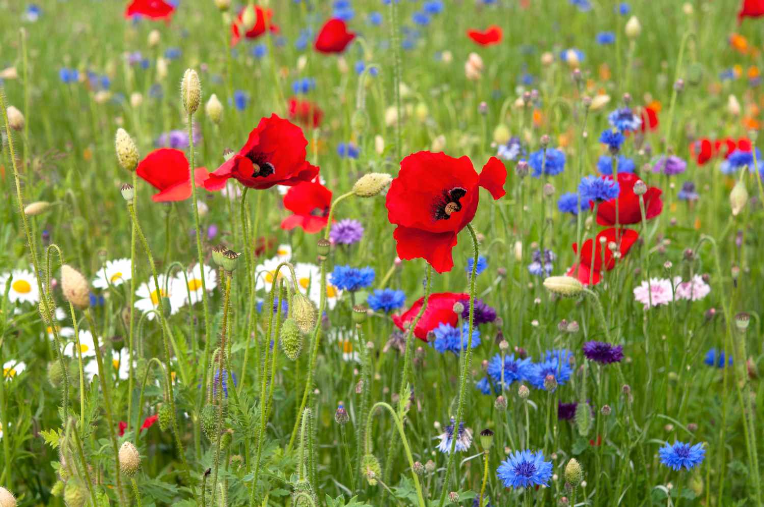 Rote Mohnblumen inmitten eines Feldes mit verschiedenen Wildblumen