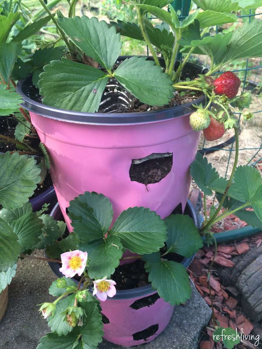 Uma jardineira de plástico rosa preenchida com uma planta de morango.