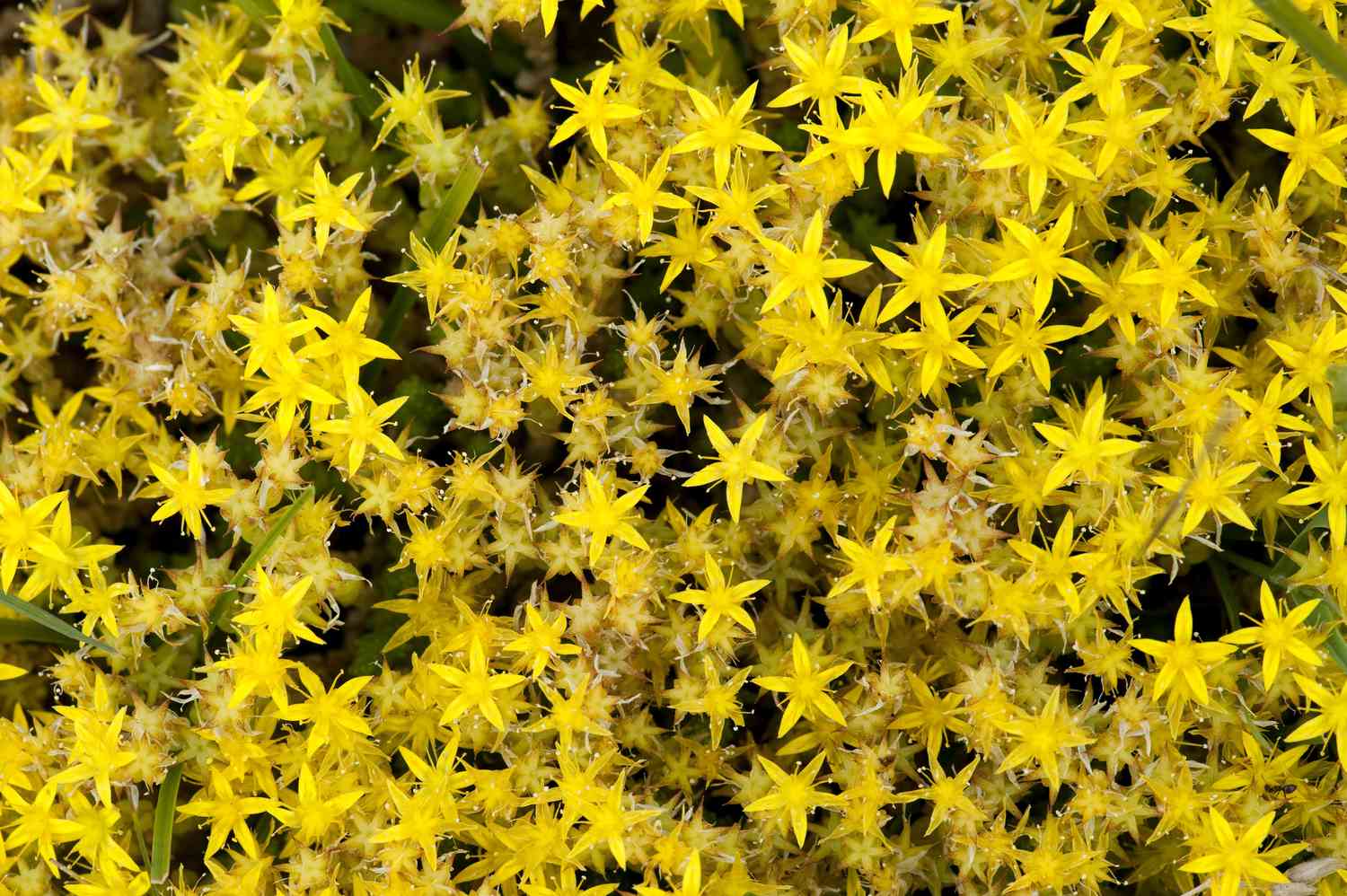 Moos Fetthenne (Sedum acre)