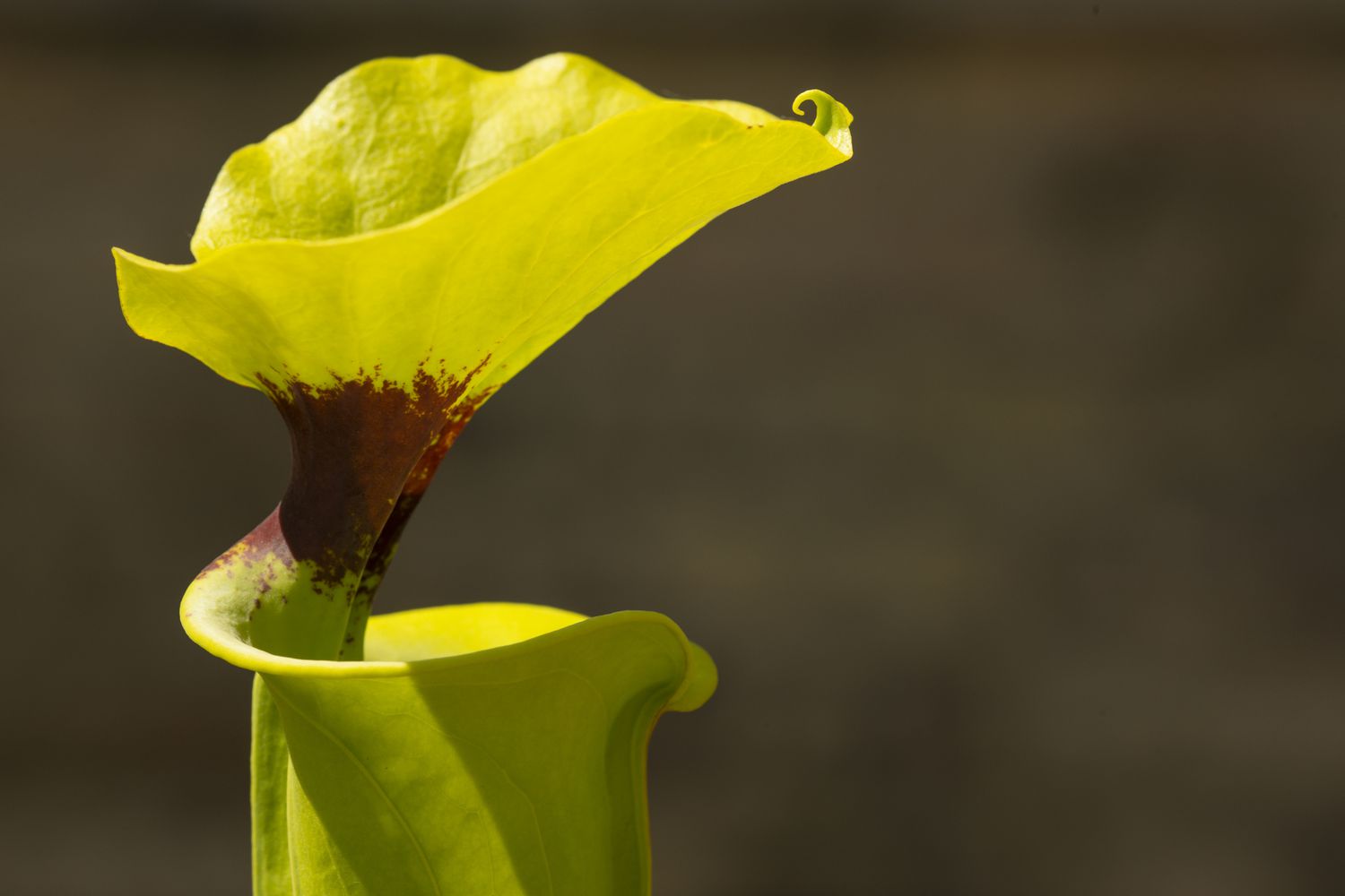 Yellow pitcher plant.