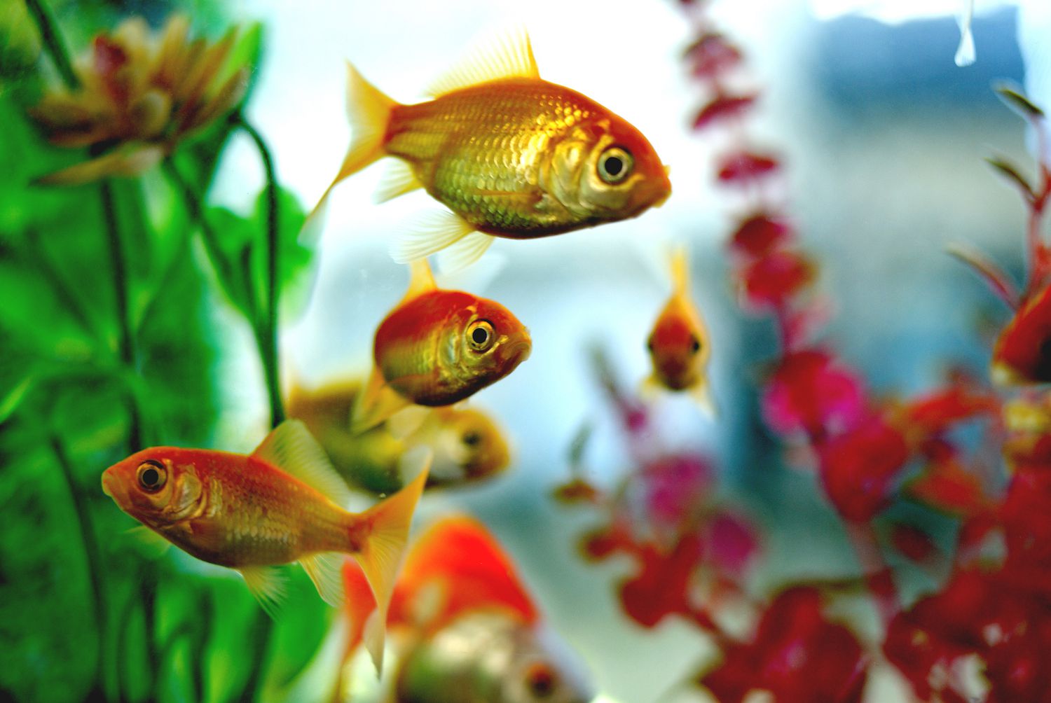 Un gros plan de poissons rouges dans un aquarium