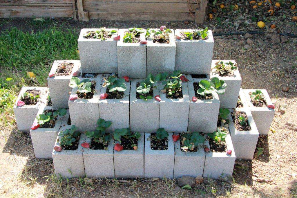 Plantas de morango em blocos de concreto empilhados.