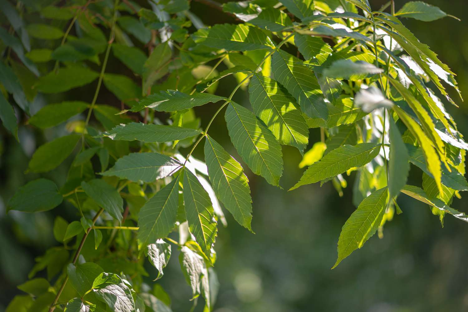 Zweig der Europäischen Esche mit geäderten Blättern im partiellen Sonnenlicht