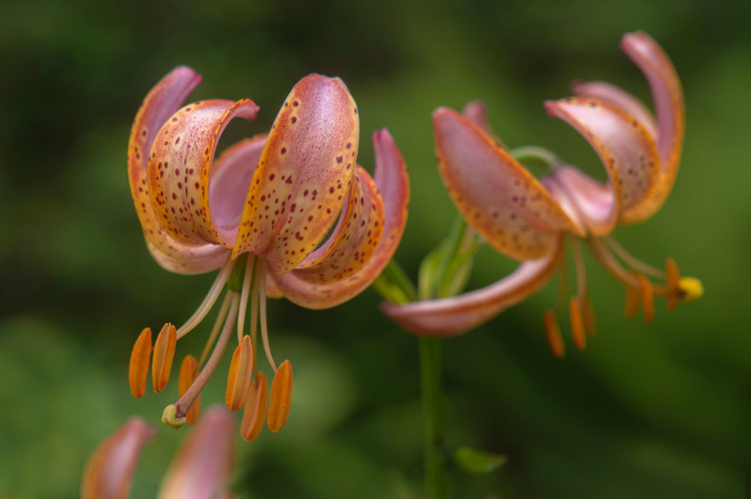 Turk's cap lily with orange petals and dark red spots with orange stamen