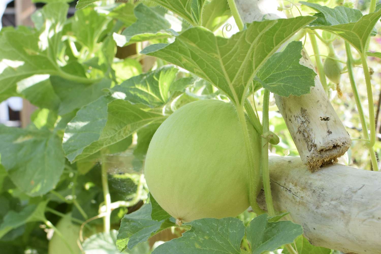 Melone, gestützt durch einen stabilen Spalierpfosten und Reben