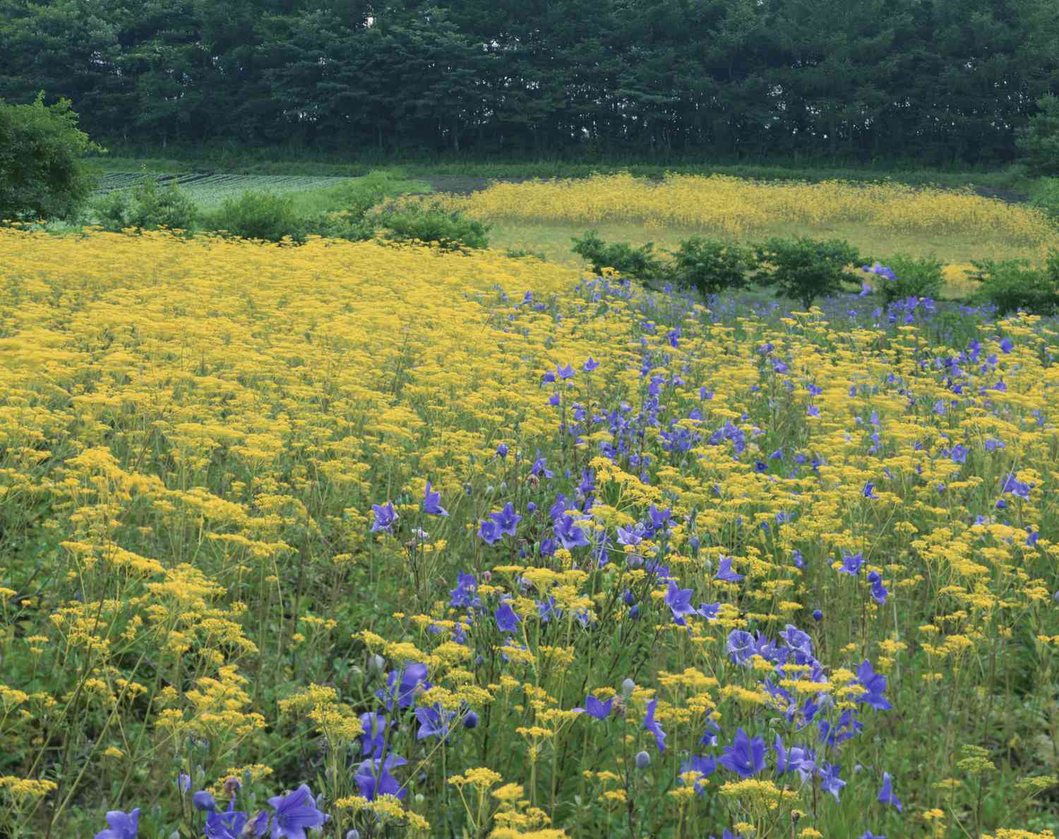 Japan, Präfektur Nagano, Ballonblumen (Platycodon grandiflorus) und Blüten der Goldenen Spitze (Patrinia scabiosifolia)