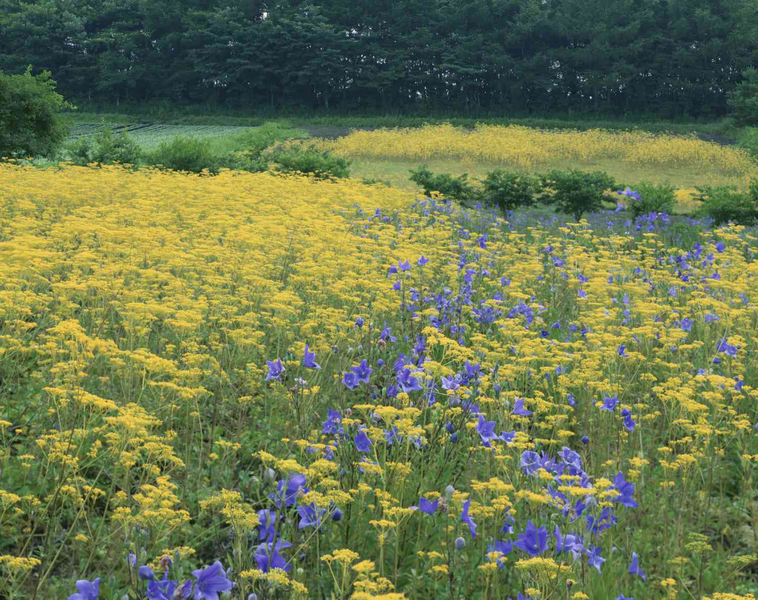 Japão, Prefeitura de Nagano, flores de balão (Platycodon grandiflorus) e flores de renda dourada (Patrinia scabiosifolia)