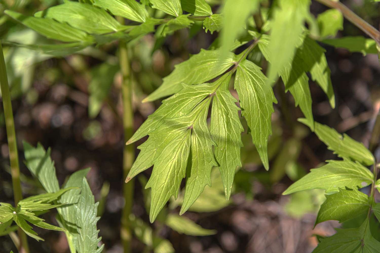 Blätter der Baldrianpflanze mit tiefen Adern in Großaufnahme