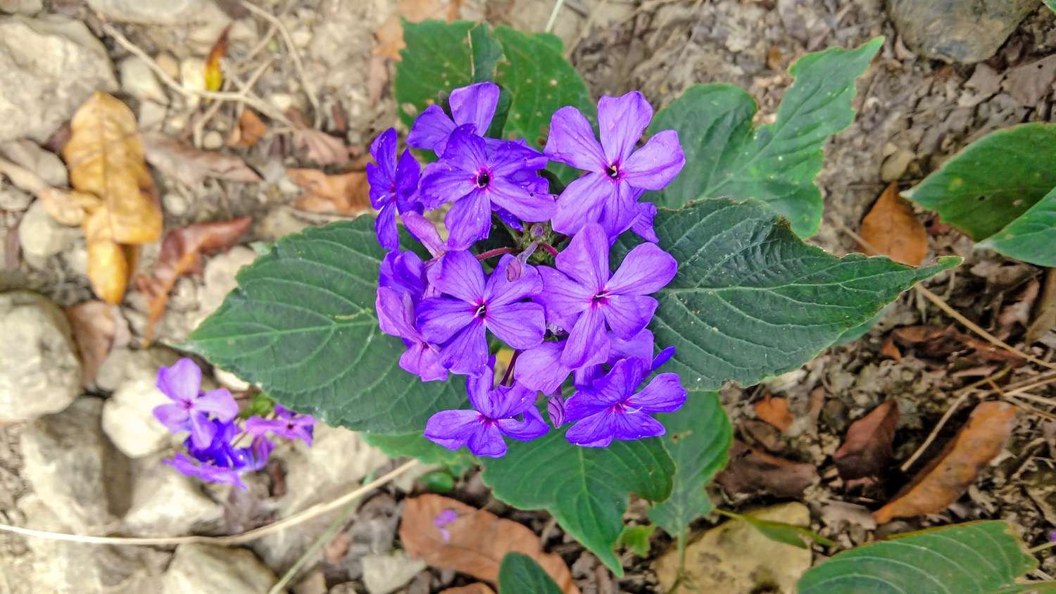 Browallia speciosa in ihrem natürlichen tropischen Lebensraum