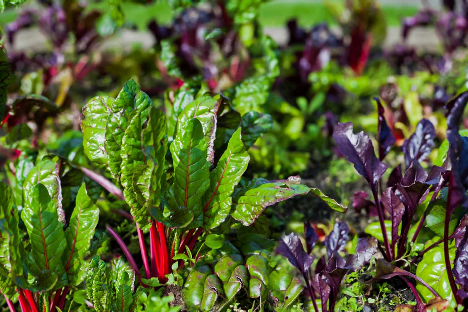 Rüben wachsen im Garten