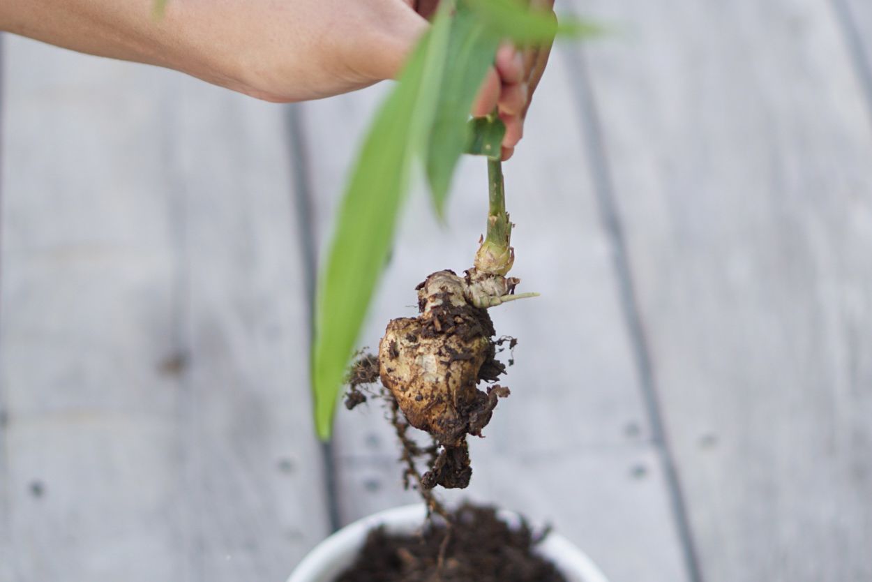 Ginger plant pulled out of pot with root exposed and covered in dirt