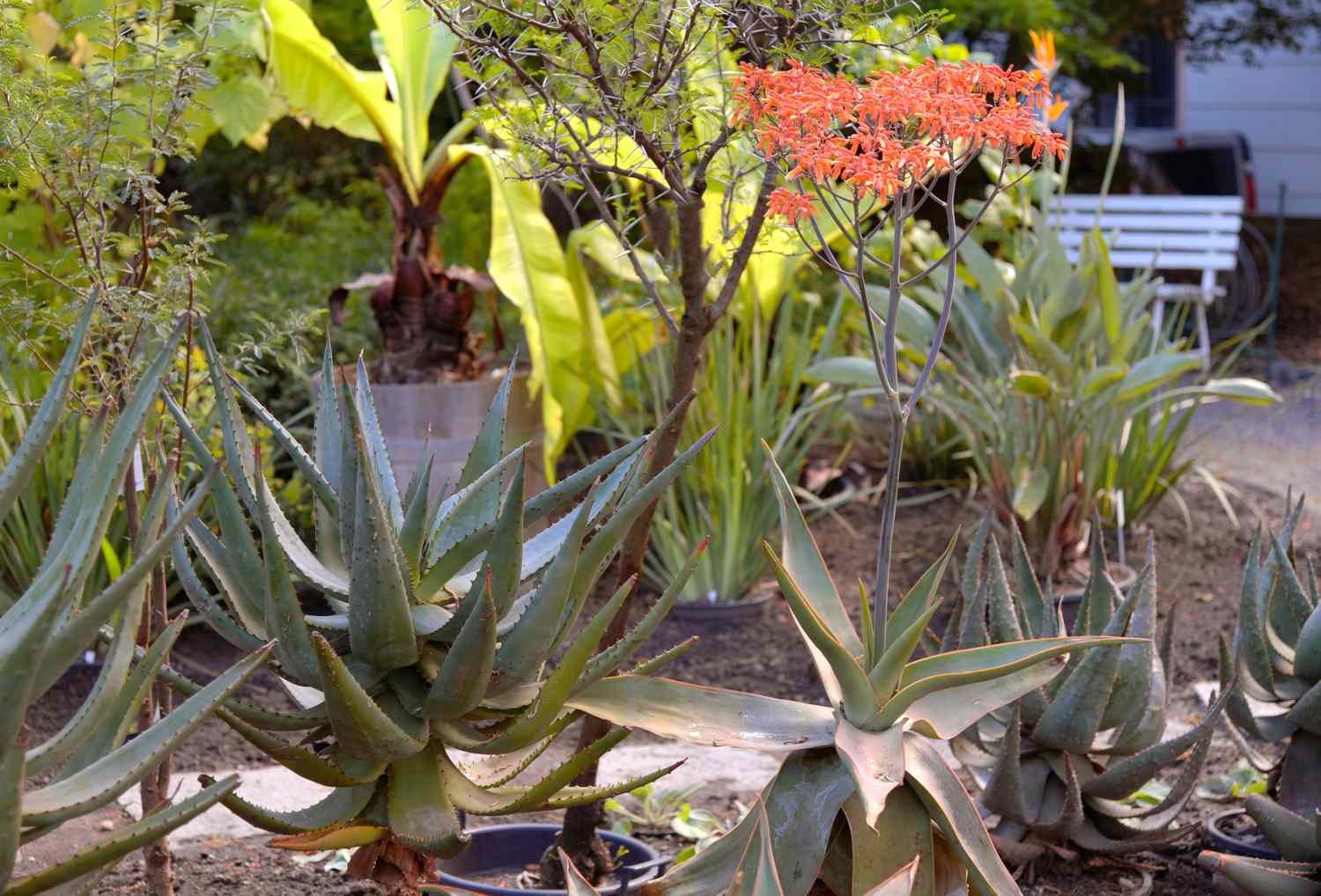 Korallenaloe mit breiten dicken Blättern und korallenroten Blüten in der Mitte des Gartens 