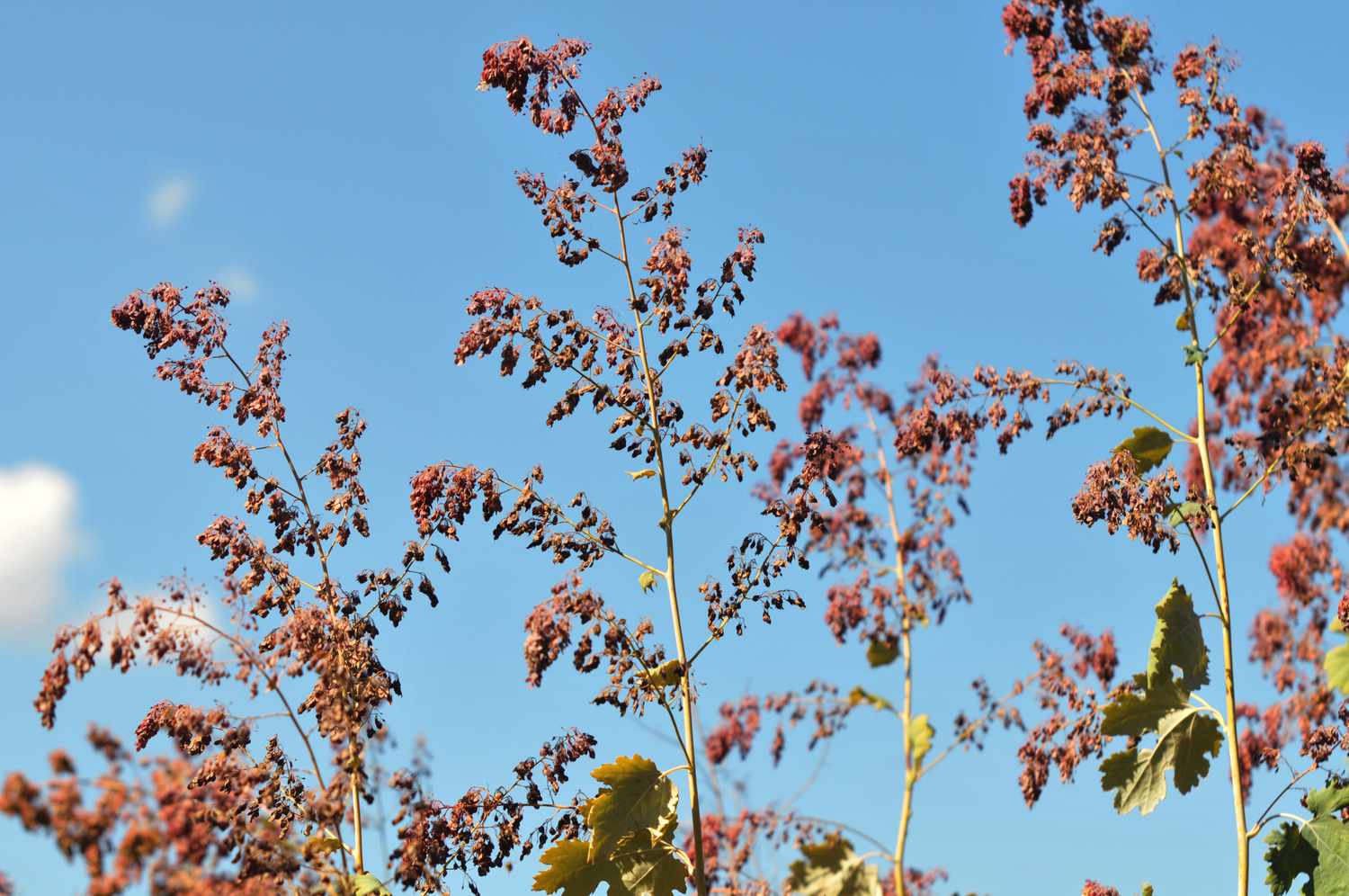 Klatschmohnstängel mit hellroten Blüten vor blauem Himmel