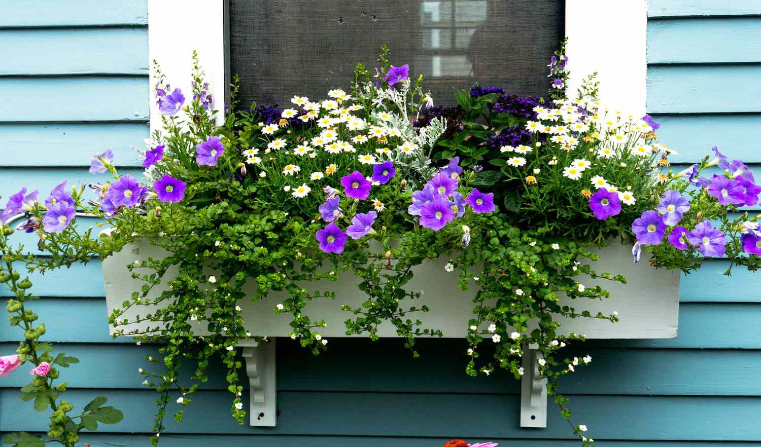 Frühlingsfensterkasten mit lila und weißen Blüten