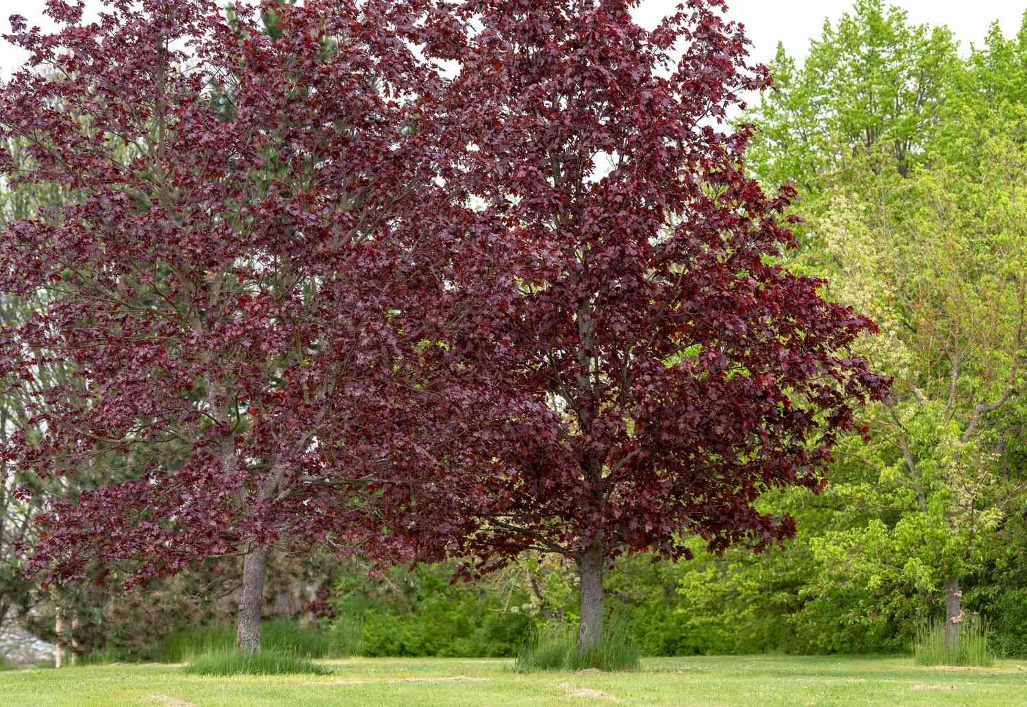 Acer platanoides 'Crimson Sentry' Ahornbäume mit violetten Blättern