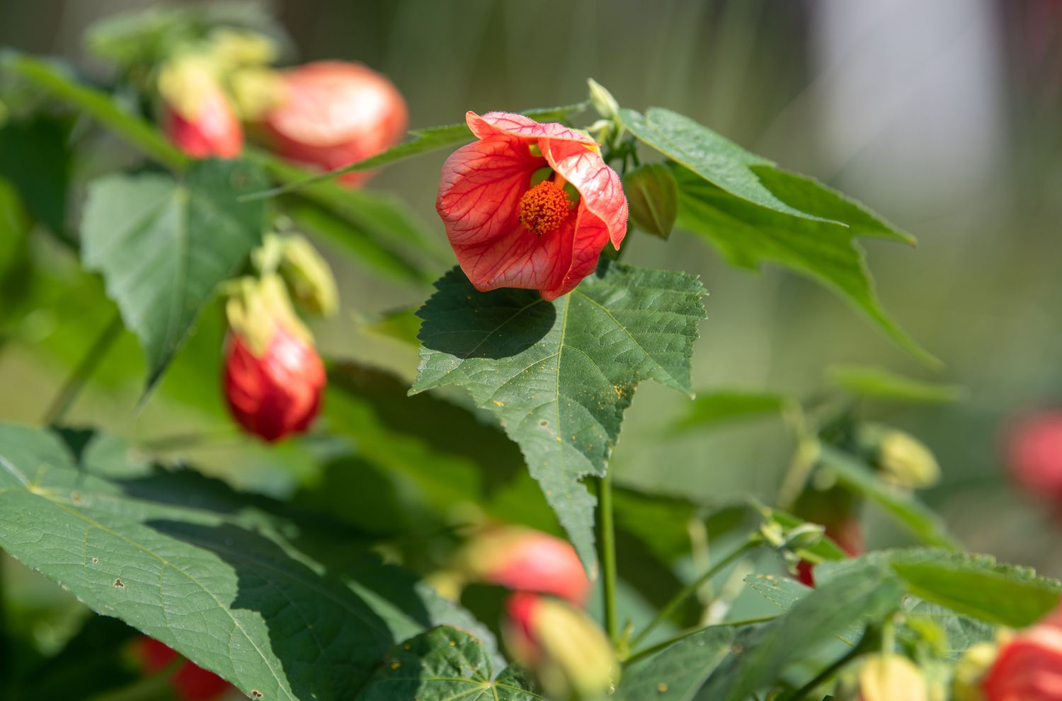 Abutilon plant with pink cup-shaped flowers surrounded by leaves closeup