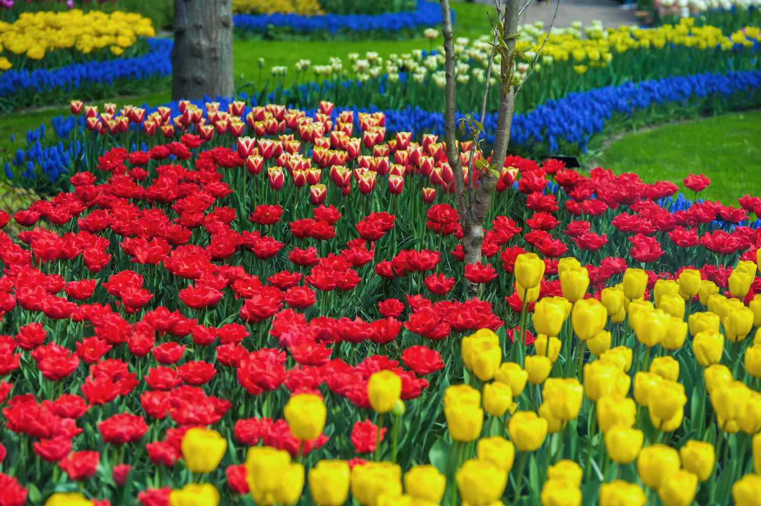 Flower garden covered with primary colors