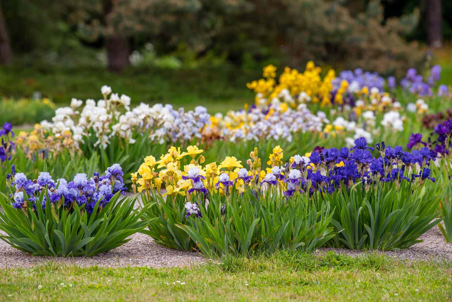 Irisblüten mit violetten, gelben und weißen Blütenblättern an gebündelten Stängeln im Garten